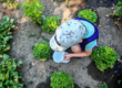 Potager du Cabanon de Miribel